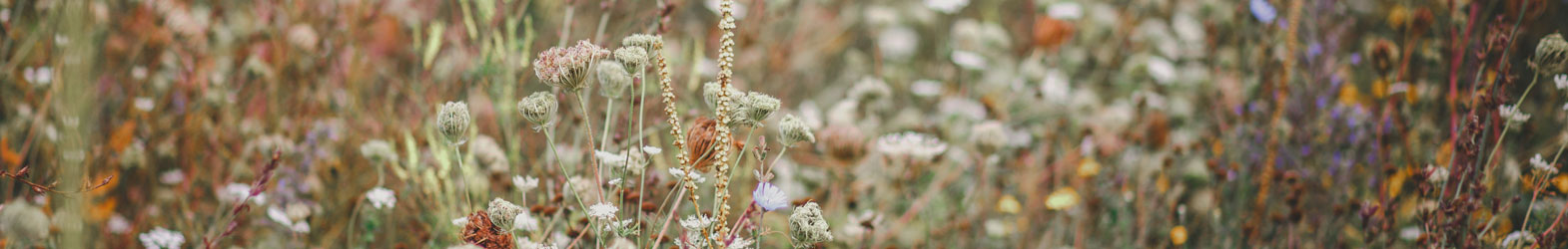 Complete Weed Control News Weed Services